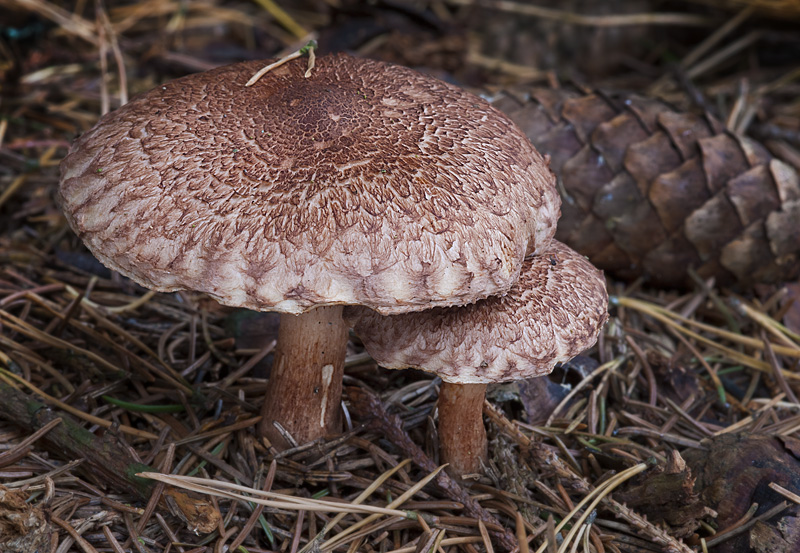 Tricholoma vaccinum